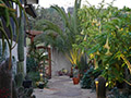 SF Bay Area First Place Xeriscape - Fernelius Residence