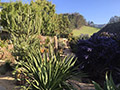 SF Bay Area Achievement Award Xeriscape - Fernelius Residence