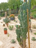 Desert landscaping